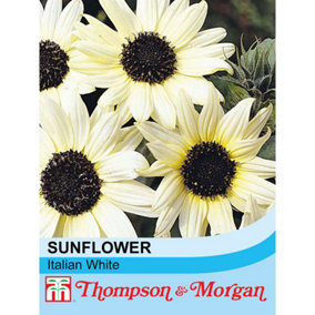 Sunflower Italian White 1 Seed Packet (40 Seeds)