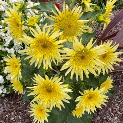 Sunflower Lemon Cutie F1 1 Seed Packet