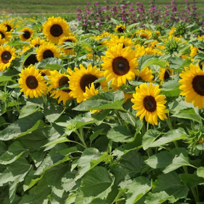 Sunflower Little Dorrit F1 Hybrid 1 Packet (20 Seeds)