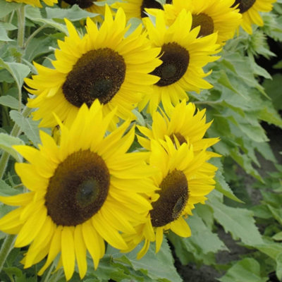 Mr Fothergill's 18584 Flower Seeds, Sunflowers Collection, Red