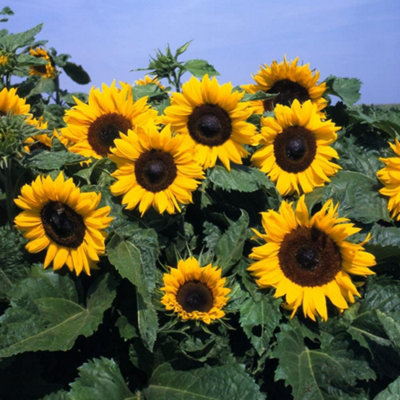 Sunflower Little Dorrit F1 Hybrid 1 Packet (20 Seeds) - 3