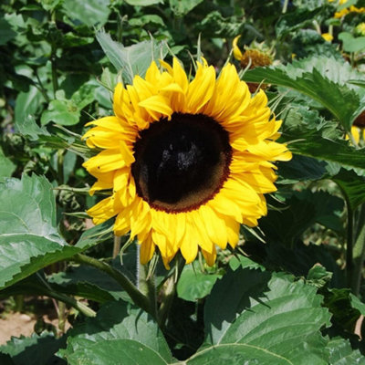 Sunflower Little Dorrit F1 Hybrid 1 Packet (20 Seeds) - 4
