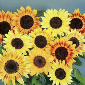 Sunflower Music Box 1 Seed Packet (30 Seeds)