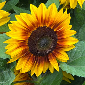 Sunflower Orange Mahogany F1 1 Seed Packet
