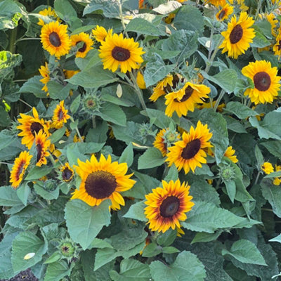 Sunflower Orange Mahogany F1 1 Seed Packet