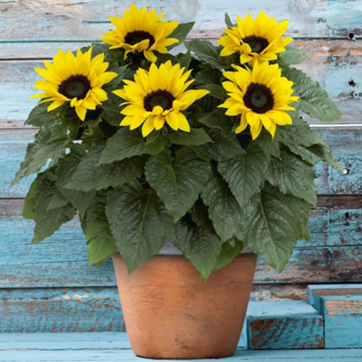 Sunflower Outdoor Plant - Bright Yellow Flowers, Outdoor Flowering Annual in 13cm Pot (20-30cm Height Including Pot)