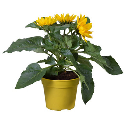 Sunflower Plant - Bright Yellow Flowering Annual, Sunflower Plants in 13cm Pot, Ideal for UK Gardens (20-30cm)