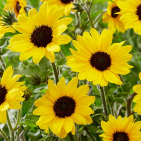 Sunflower Plant - Outdoor Annual Flowering Plants, Striking Yellow Flowers (20-30cm Height Including Pot)