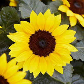 Sunflower Plant - Stunning Outdoor Plants, Flowering Annual Ideal for Pots and Containers, Compact Size (20-30cm)