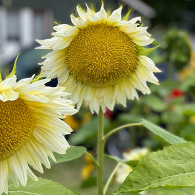 Sunflower Pro Cut White Lite F1 1 Seed Packet - 3
