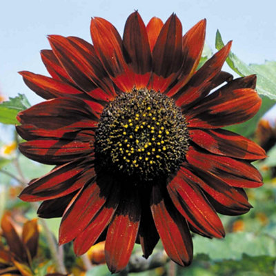 Sunflower Ruby Sunset 1 Seed Packet (20 Seeds) - 3