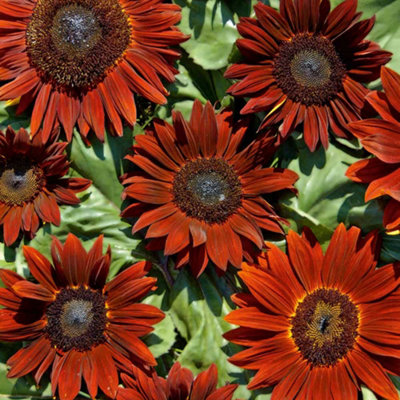 Sunflower Ruby Sunset 1 Seed Packet (20 Seeds) - 4