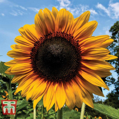 Sunflower Russian Giant 1 Seed Packet (60 Seeds)