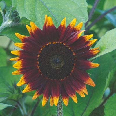 sunflower-shock-o-lat-f1-