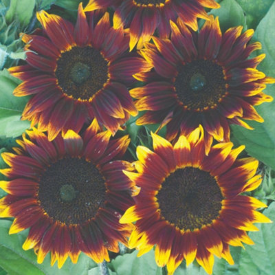 Sunflower Shock-O-LAT F1 Chocolate-Bronze Blooms Golden Edges Cut
