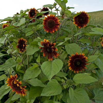 Sunflower Shock-O-LAT F1 Chocolate-Bronze Blooms Golden Edges Cut