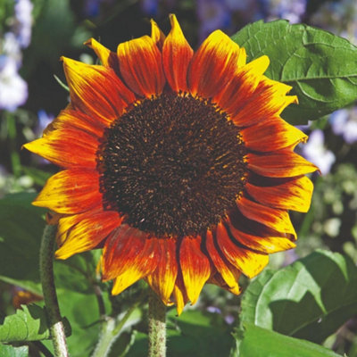 Sunflower Shock-O-LAT F1 Chocolate-Bronze Blooms Golden Edges Cut