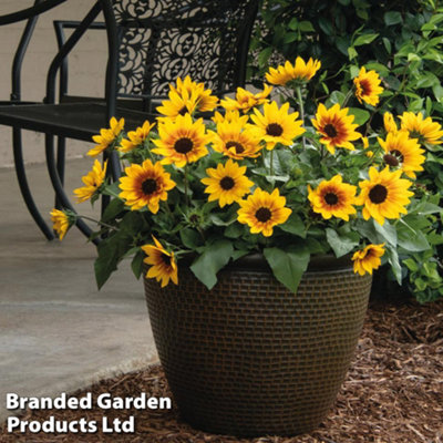 Sunflower SunBelievable Brown Eyed Girl 9cm Pot x 1