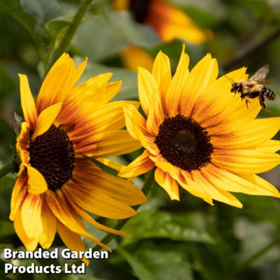 Sunflower SunBelievable Brown Eyed Girl 9cm Pot x 1