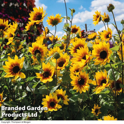 Sunflower SunBelievable Brown Eyed Girl 9cm Pot x 3