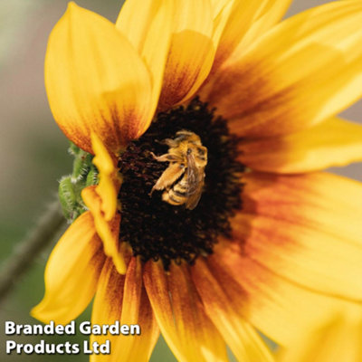 Sunflower SunBelievable Brown Eyed Girl 9cm Pot x 3 - 4