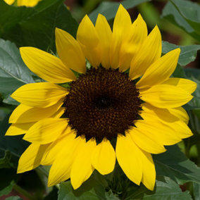 Sunflower Sunsation Yellow Set of 6 Plug Plants To Grow On and Plant Out