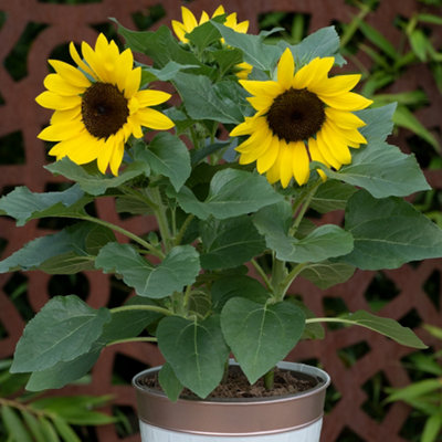 Sunflower Sunsation Yellow Set of 6 Plug Plants To Grow On and Plant Out