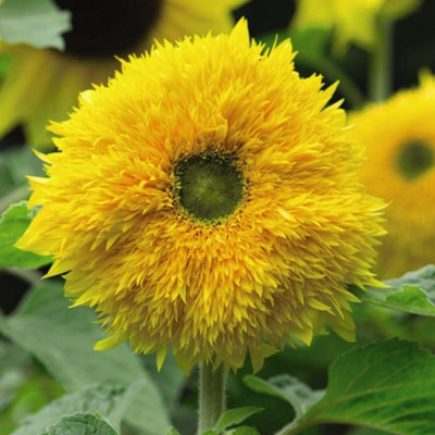 Sunflower Sunshot Golds Mixed F1 Hybrid 1 Packet (10 Seeds)
