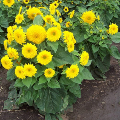 Sunflower Sunshot Golds Mixed F1 Hybrid 1 Packet (10 Seeds) - 3