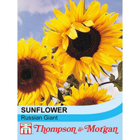 Sunflower Tall (Russian Giant) 1 Seed Packet (25 Seeds)