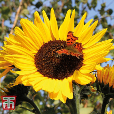 Sunflower Tall (Russian Giant) 1 Seed Packet (25 Seeds)