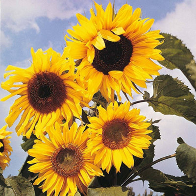 Sunflower Tall (Russian Giant) 1 Seed Packet (25 Seeds) - 3