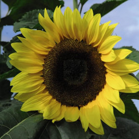Sunflower Tall Timbers 1 Seed Packet (30 Seeds)