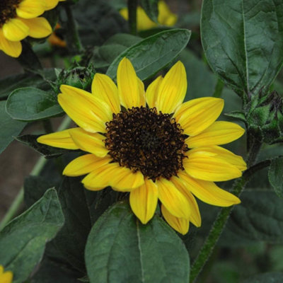 Sunflower Tanja F1 1 Packet (10 Seeds) - 3