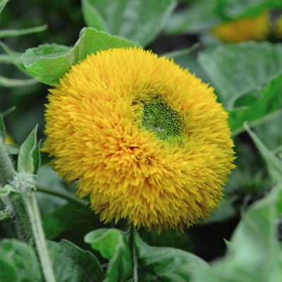 Sunflower Teddy Bear 1 Seed Packet (40 Seeds)