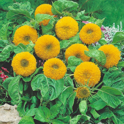Sunflower Teddy Bear 1 Seed Packet (40 Seeds)