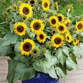 Sunflower 'Waooh' - 1 Seed Packet (20 Seeds)