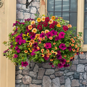 Sunset Oasis Preplanted Rattan Hanging Basket 14' Ready To Hang For Summer Colour