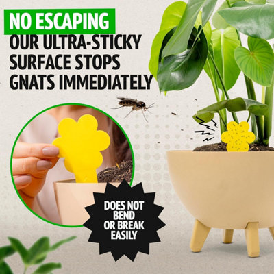 Super Ninja Fungus Gnat Killer - 60 Traps - Highly Effective and Ecological  Yellow Sticky Traps for Fungus