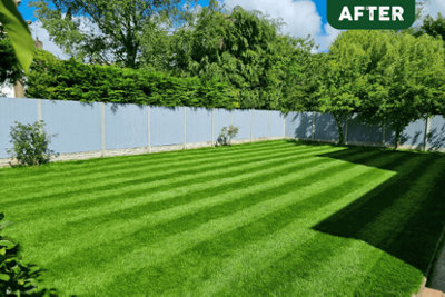 SUPERSTAR: Back lawn - Fast growing lush lawn