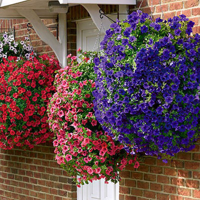 B&q hanging baskets new arrivals