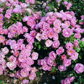 Surrey Rose Bush Pink Flowering Roses Ground Cover Rose 4L Pot