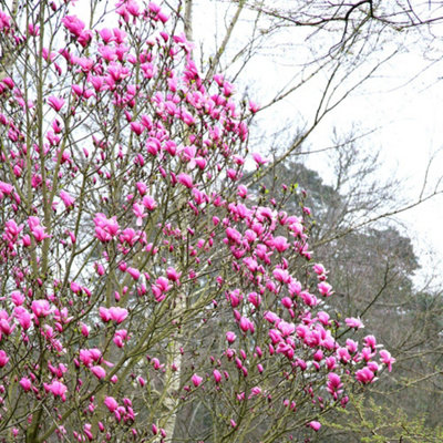 Susan Outdoor Shrub Plant Magnolia Flowering Tree Bush 10L Pot 60cm - 100cm