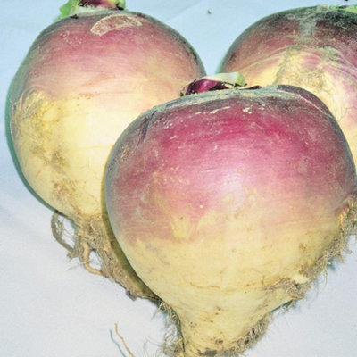 Swede Brora 1 Packet (750 Seeds)