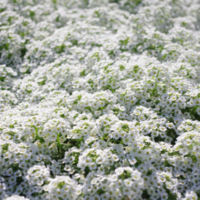 Sweet Alyssum (Lobularia maritima Benthamii White- Fragrant Ground Cover for Gardens 1000 Seeds