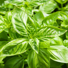 Sweet Basil (10-20cm Height Including Pot) Garden Plant - Classic Culinary Herb, Compact Size