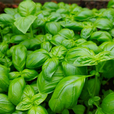 Sweet Basil - Easy to Grow, Aromatic Herb for Cooking and Gardens 1000 ...