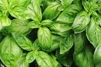 Sweet Basil Herb Seeds (Approx. 220 seeds) by Jamieson Brothers