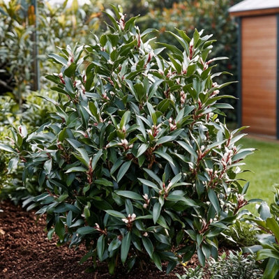 Sweet Box - 4 pcs. - Sarcococca Confusa - Height 30-40cm - Pot 17cm