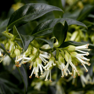 Sweet Box Outdoor Shrub Plant Sarcococca Confusa Garden Tree Bush 2L Pot